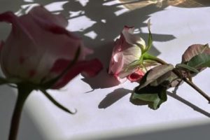 能够把人看抑郁的文案 把人看哭了的难过句子