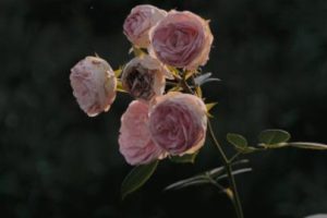 婚姻正式结束了的文案 婚姻结束的心情短句