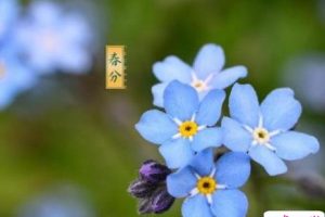 春分节气发朋友圈的心情说说 精选春分好听的祝福语