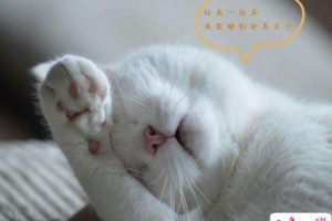 很困但是却不能睡觉的心情说说 困到不行的发朋友圈的短句