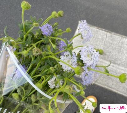 高质量又高级情绪文案带图片 我时常消极又觉得生活美好7