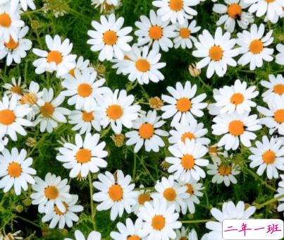 高质量又高级情绪文案带图片 我时常消极又觉得生活美好12