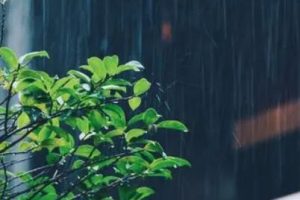 表达雨很大的搞笑说说带图片 像若曦罚跪御花园那天那么大