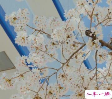 很高级感的文案带图片 要把开心存起来应付苦日子7