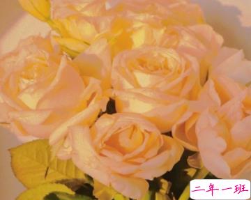 很高级感的文案带图片 要把开心存起来应付苦日子13