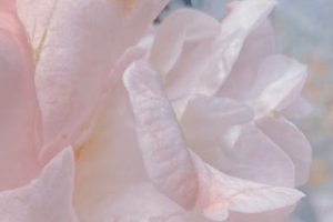 令人惊艳的暧昧情话 超级暖心的情话短句