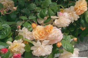 很精辟的一段话瞬间打开心结 一语解开心结的句子合集