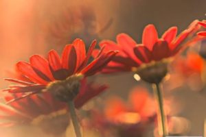 很棒的又优秀的朋友圈文案 听闻远方有你我跋涉千里