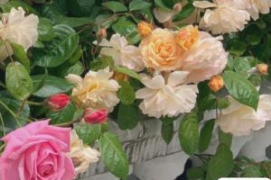 简单文艺又很温柔的短句 把自己活成一道光