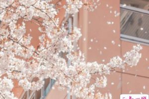 很温柔的收藏了很久的语录 很精辟的好听句子