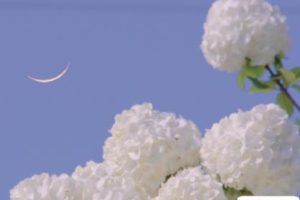 隐晦表示我爱你的句子 很含蓄的表白的文案