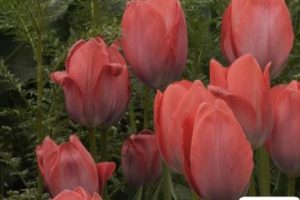 白莲花婊经典语录 白莲花必备语录