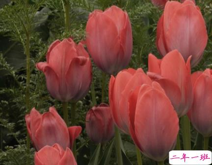 白莲花婊经典语录 白莲花必备语录1