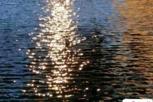 2022七夕又是一个人孤单的说说 单身狗过七夕的伤感语录