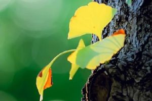 天气终于出伏了心情说说 出伏后凉快的文案