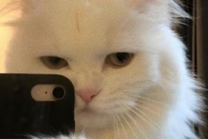 肯德基疯狂星期四搞笑文案 疯狂星期四最新段子