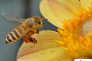 被马蜂蛰了搞笑短句 被蜜蜂蛰了搞笑朋友圈