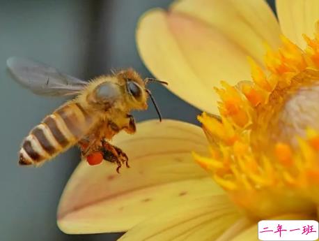 被马蜂蛰了搞笑短句 被蜜蜂蛰了搞笑朋友圈1
