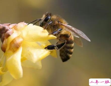 被马蜂蛰了搞笑短句 被蜜蜂蛰了搞笑朋友圈2