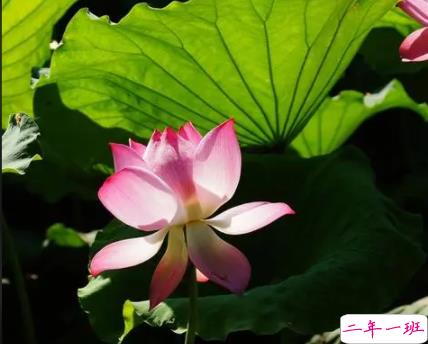 关于盛夏的唯美短句带图片 夏季唯美好听的说说1