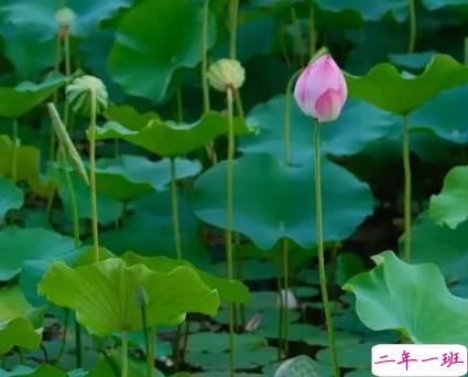 关于盛夏的唯美短句带图片 夏季唯美好听的说说2