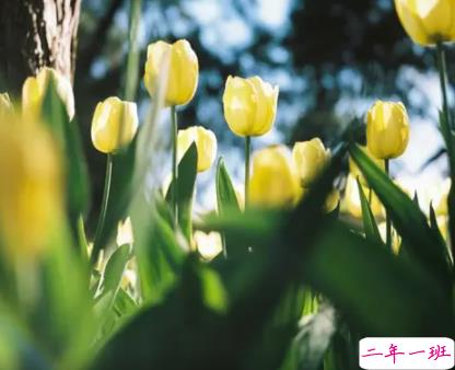 关于盛夏的唯美短句带图片 夏季唯美好听的说说4