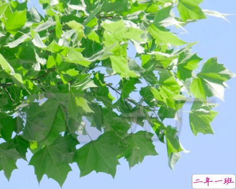 关于盛夏的唯美短句带图片 夏季唯美好听的说说5