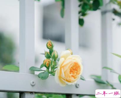 关于盛夏的唯美短句带图片 夏季唯美好听的说说6