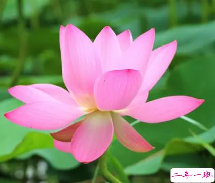 关于盛夏的唯美短句带图片 夏季唯美好听的说说7