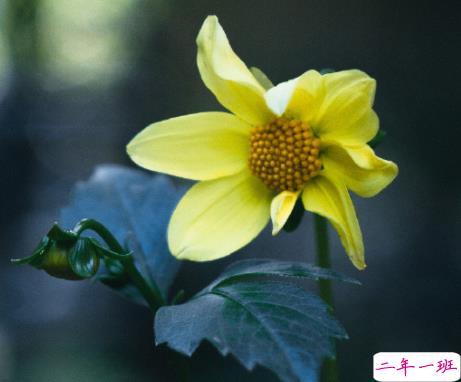 女朋友无理取闹的说说带图片 女朋友无理取闹心好累的文案4