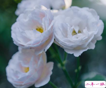 女朋友无理取闹的说说带图片 女朋友无理取闹心好累的文案5