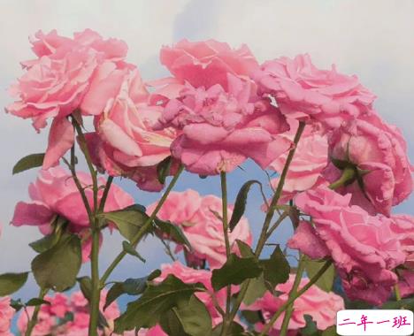 女朋友无理取闹的说说带图片 女朋友无理取闹心好累的文案13