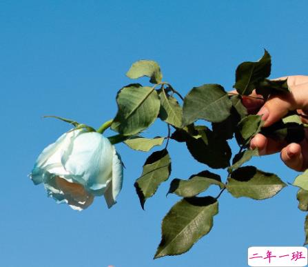 有道理三观正的句子带图片 希望有人觉得认识我是件幸福的事11