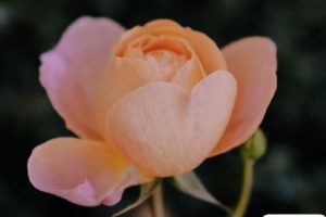 突然降温了怎么发朋友圈 适合降温发的朋友圈句子