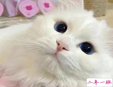 摆烂人发的沙雕文案带图片 我最大的能耐就是躺着不动12