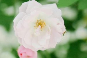 喜欢单曲循环一首歌的心情说说 一首歌反复的听到腻的句子